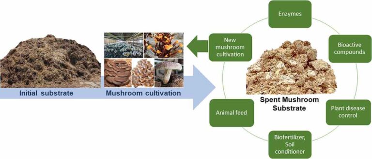 The Power of Volum: Unlocking the Potential of This Versatile Ingredient